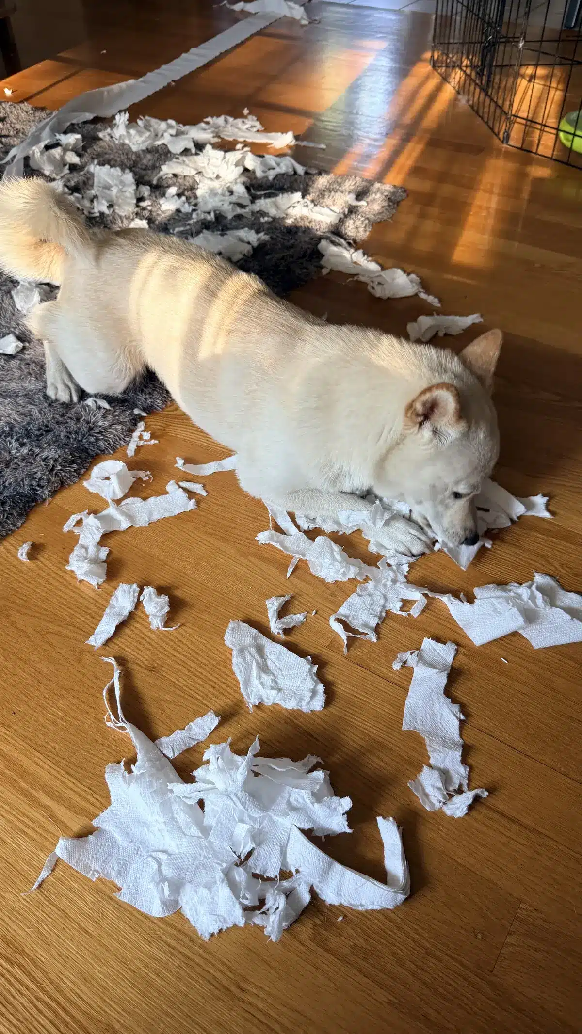 why dogs shred toilet paper