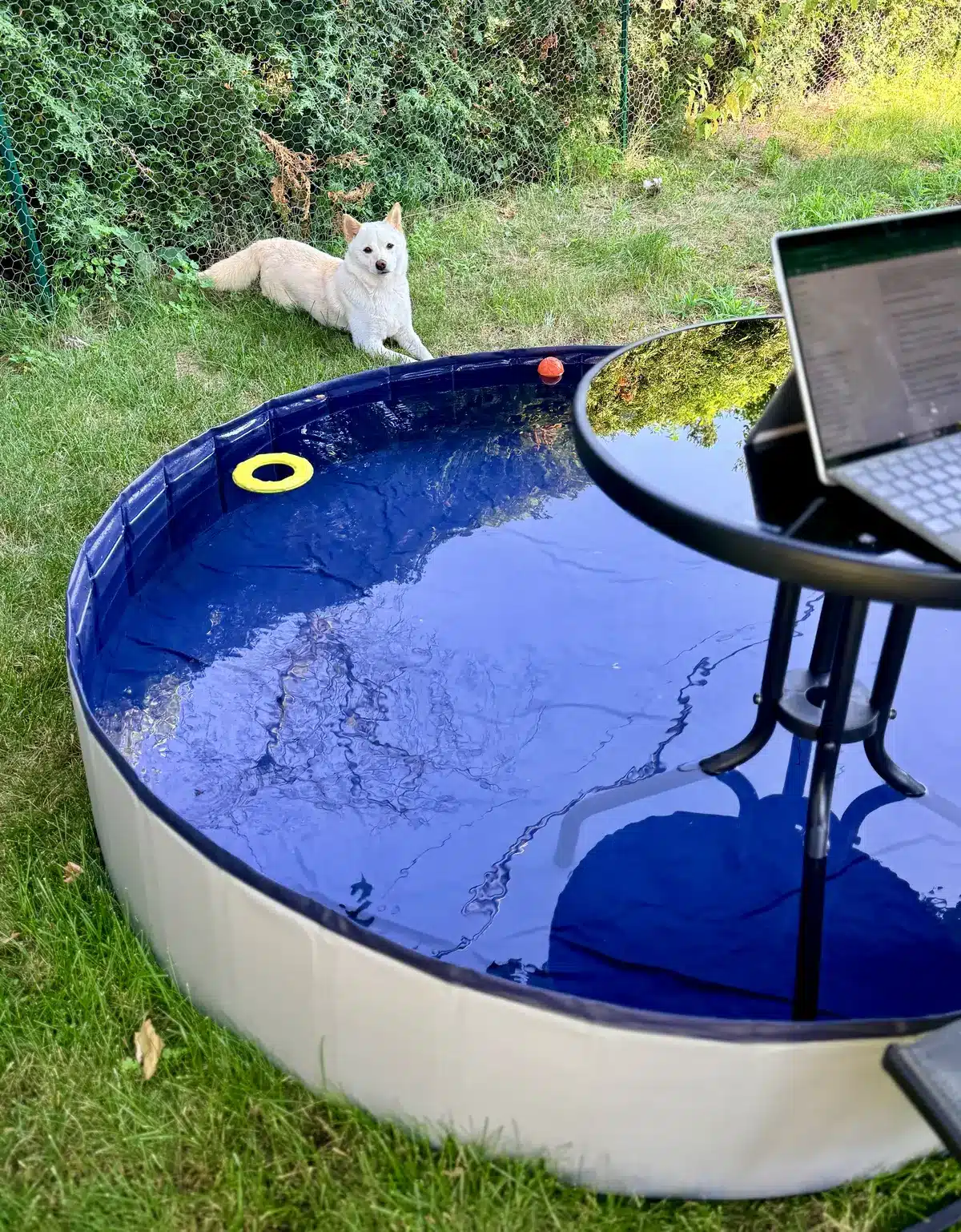 shiba inu and kiddie pools in summer in sorel-tracy quebec