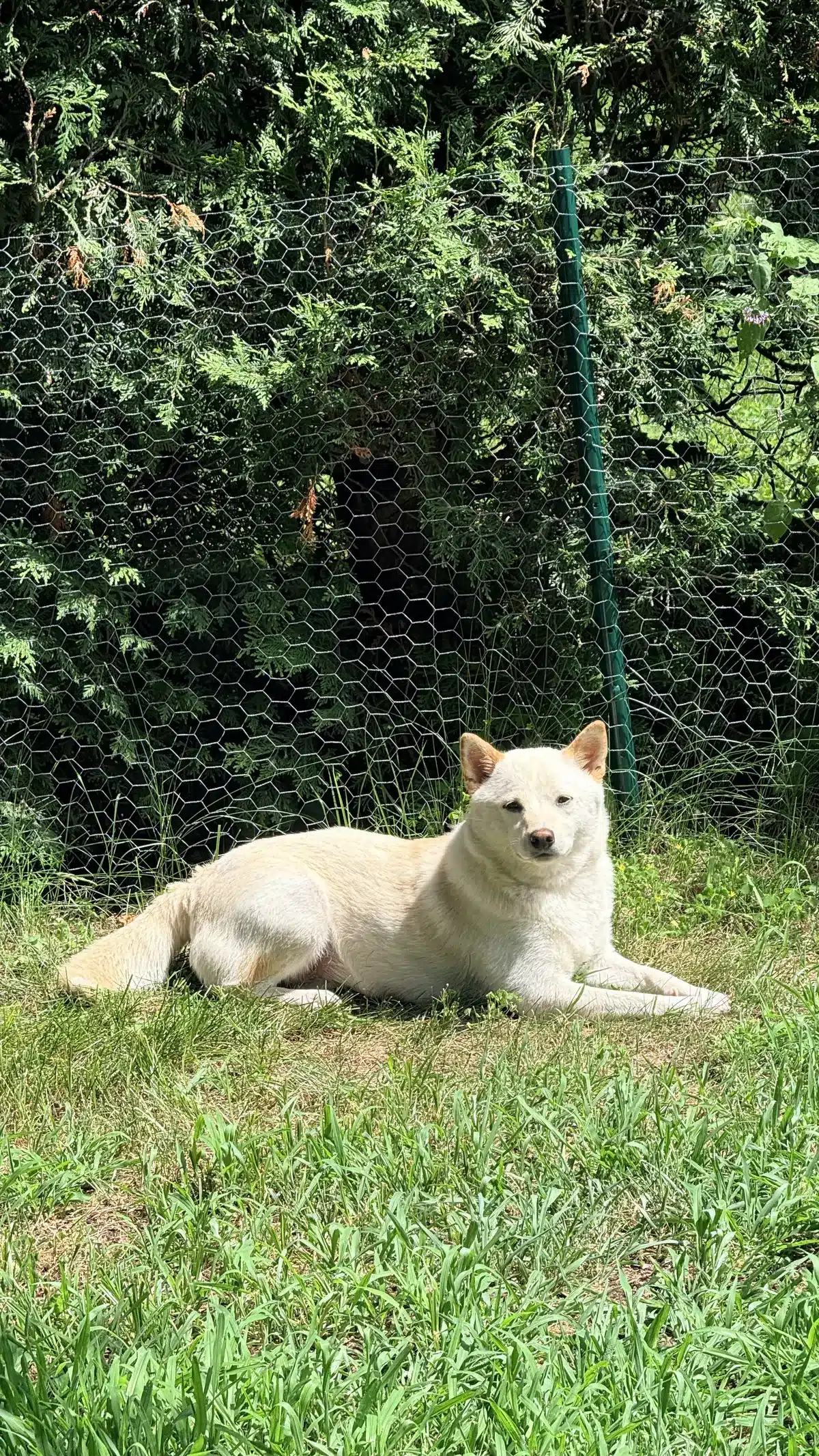 how to keep a shiba inu cool in summer heat in quebec