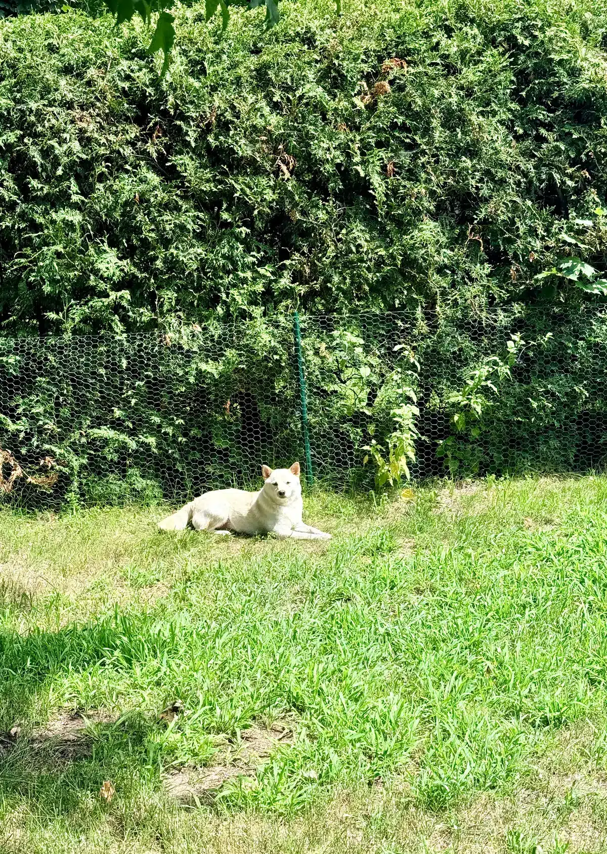 how to keep a shiba inu cool in summer heat in quebec
