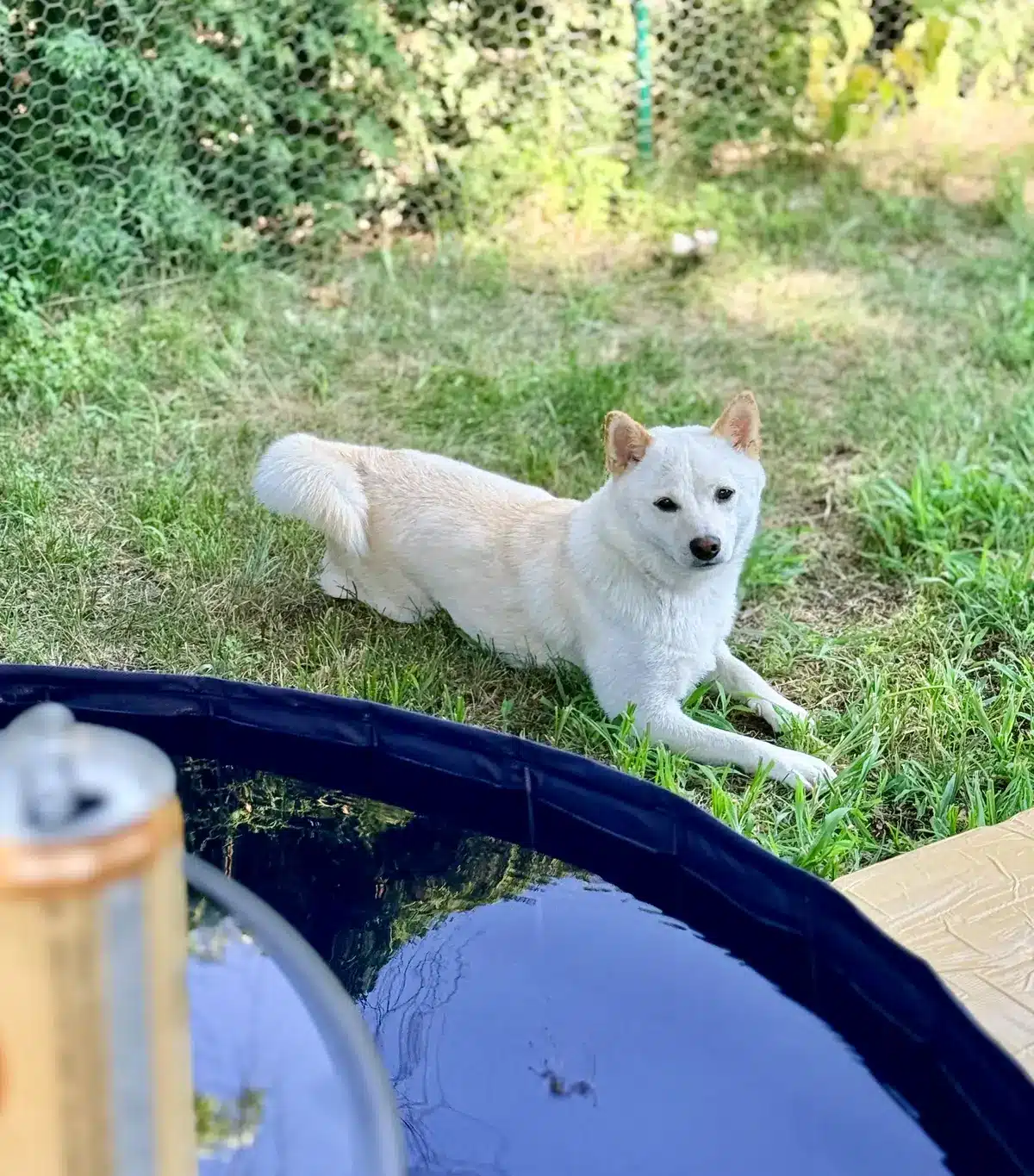 shiba inu and kiddie pools in summer in sorel-tracy quebec