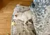 White Shiba Inu Sleeping on Her Back: A Cozy Belly Rub Moment of Pure Trust