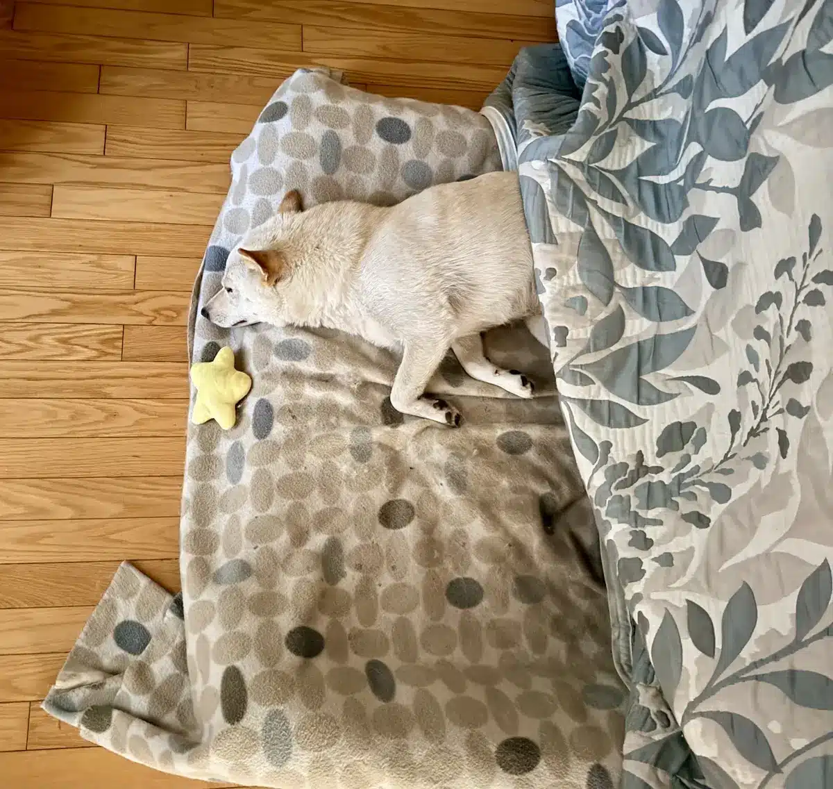 white Shiba Inu sleeping on her back belly rub moment
