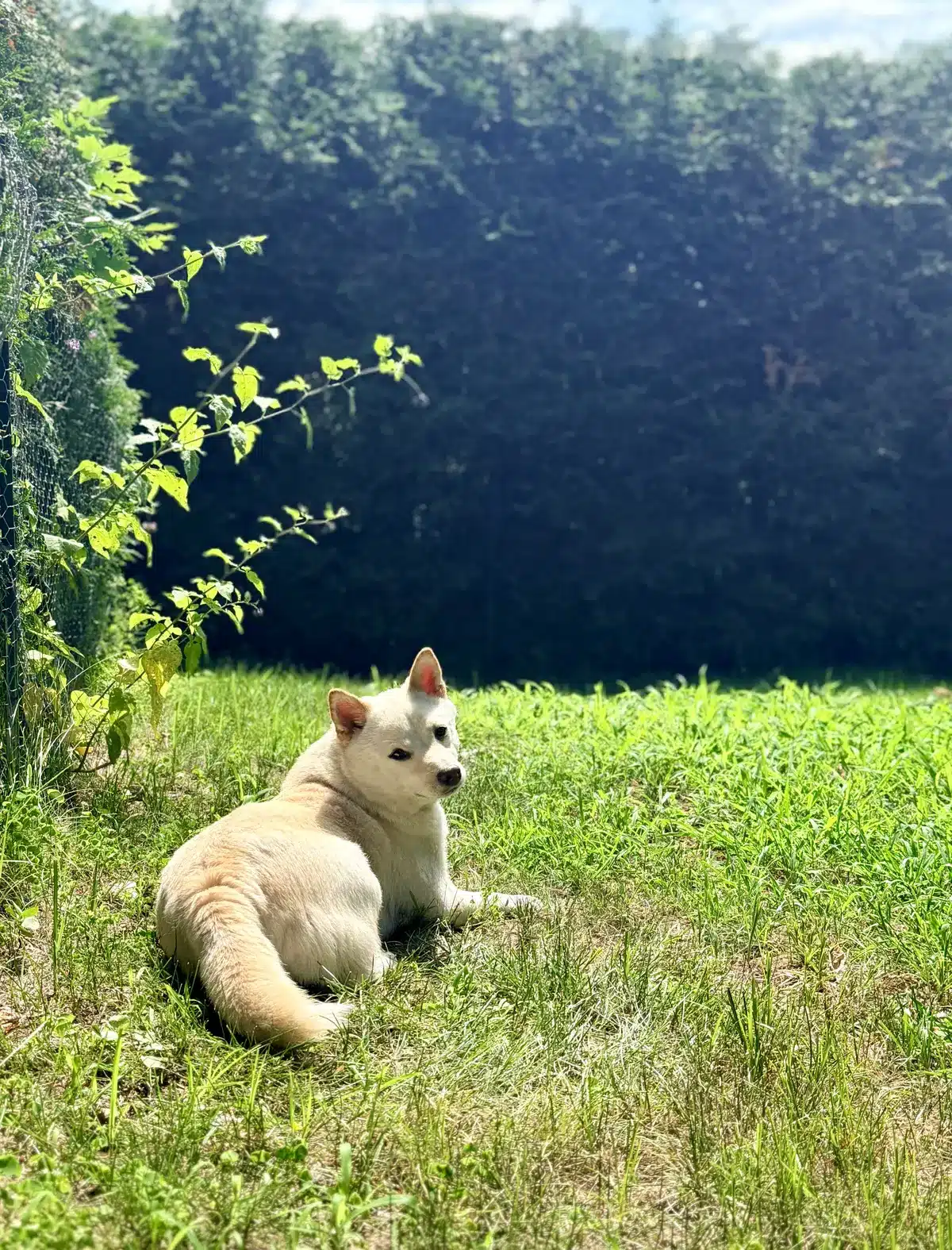how to keep a shiba inu cool in summer heat in quebec