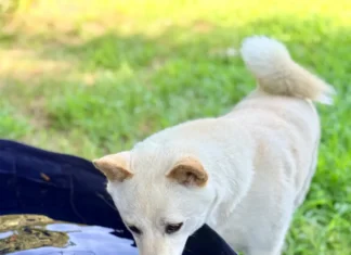 Shiba Inu and Kiddie Pools in Summer in Sorel-Tracy, Quebec: How I Keep Émi Cool Without Forcing Her Into Water