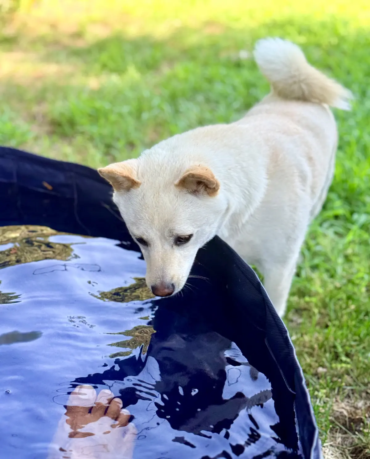 shiba inu and kiddie pools in summer in sorel-tracy quebec
