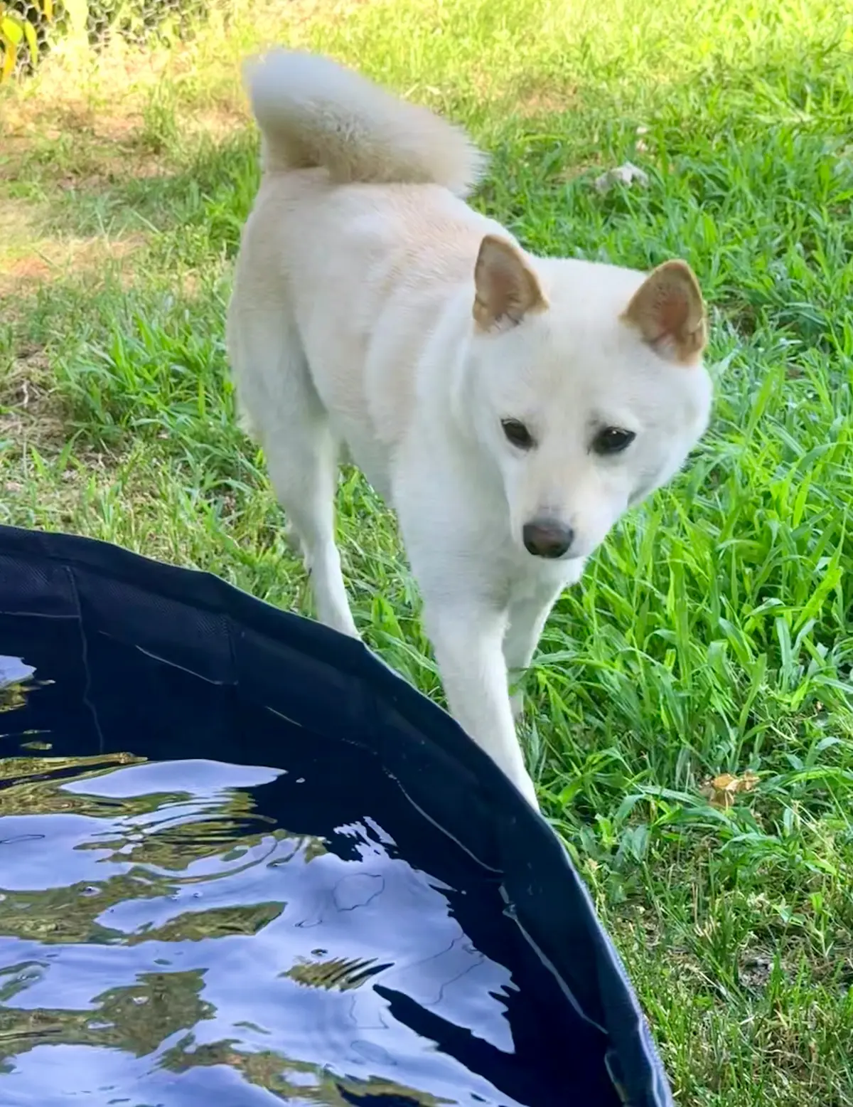 shiba inu and kiddie pools in summer in sorel-tracy quebec