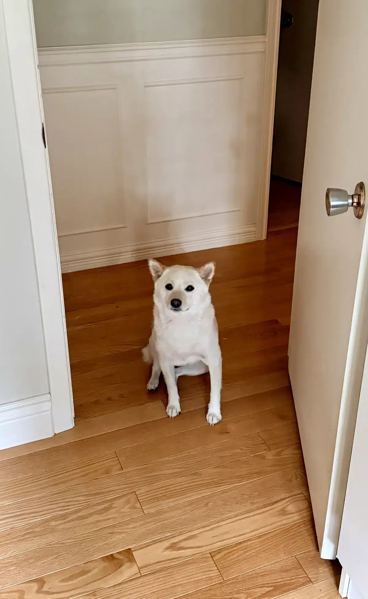 why dogs shred toilet paper