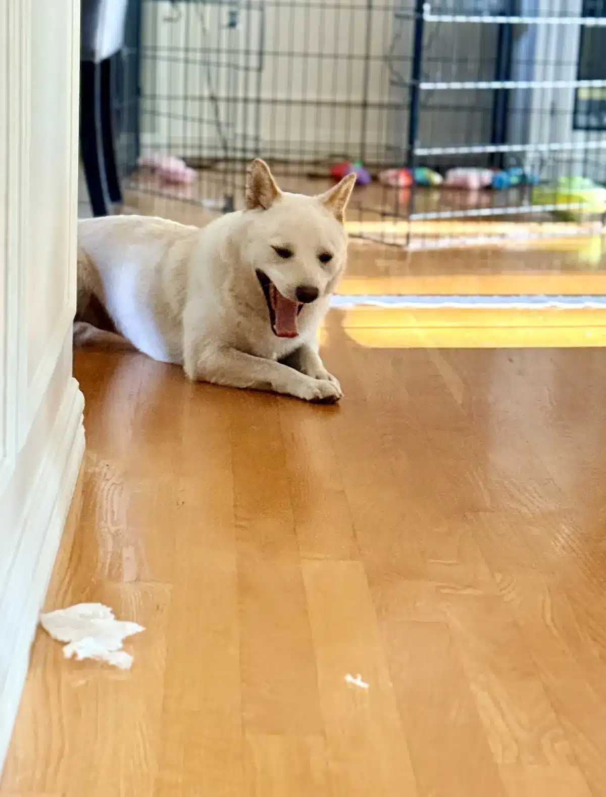 why dogs shred toilet paper