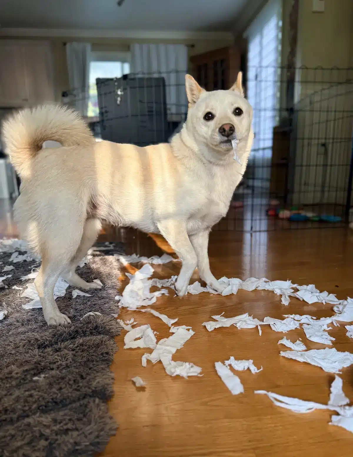 why dogs shred toilet paper